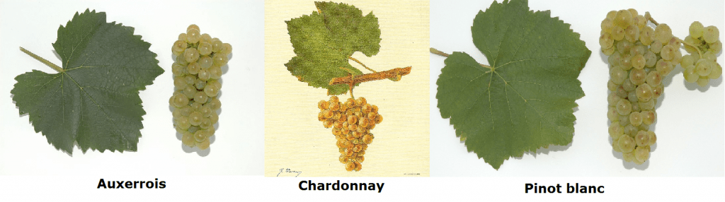 Auxerrois photo from Bauer Karl released on Wikimedia Commons under   CC-BY-3.0-AT; Chardonnay photo  from Viala und Vermorel 1901-1910 (Ampélographie. Traité général de viticulture) released under the Public Domain; Pinot blanc photo By Bauer Karl - Own work, CC BY 3.0 