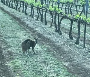 Kangaroo in Robert Stein Vineyard